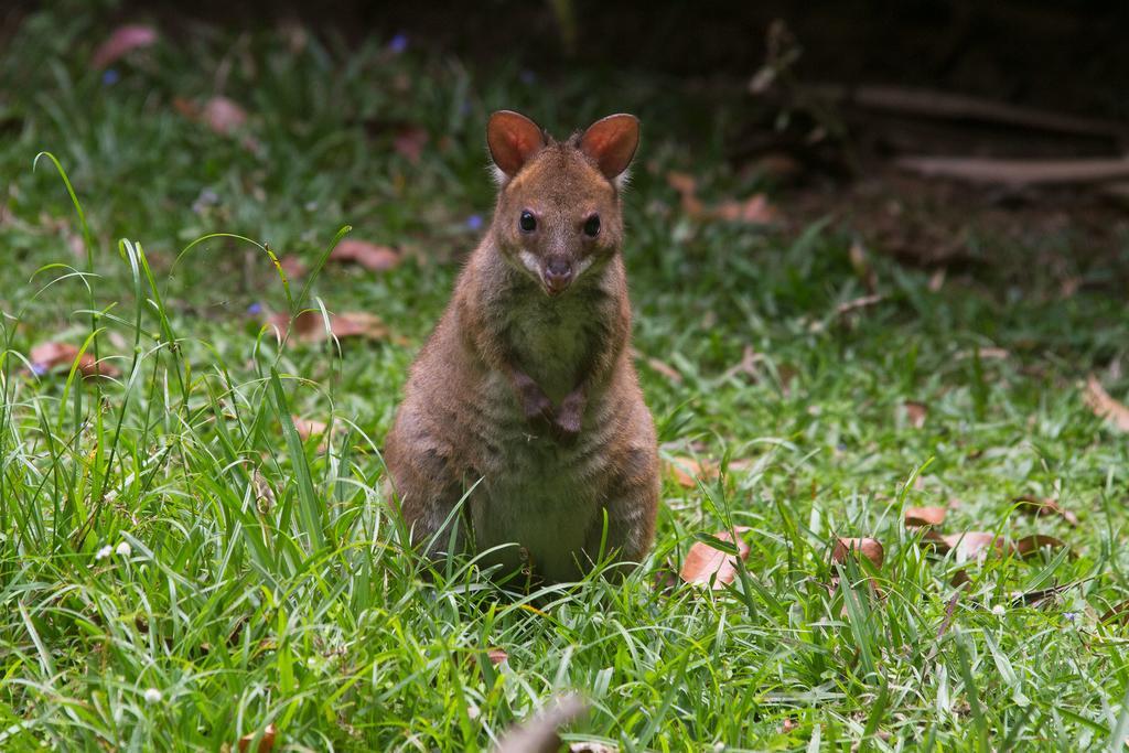 Crater Lakes Rainforest Cottages Yungaburra Exteriér fotografie
