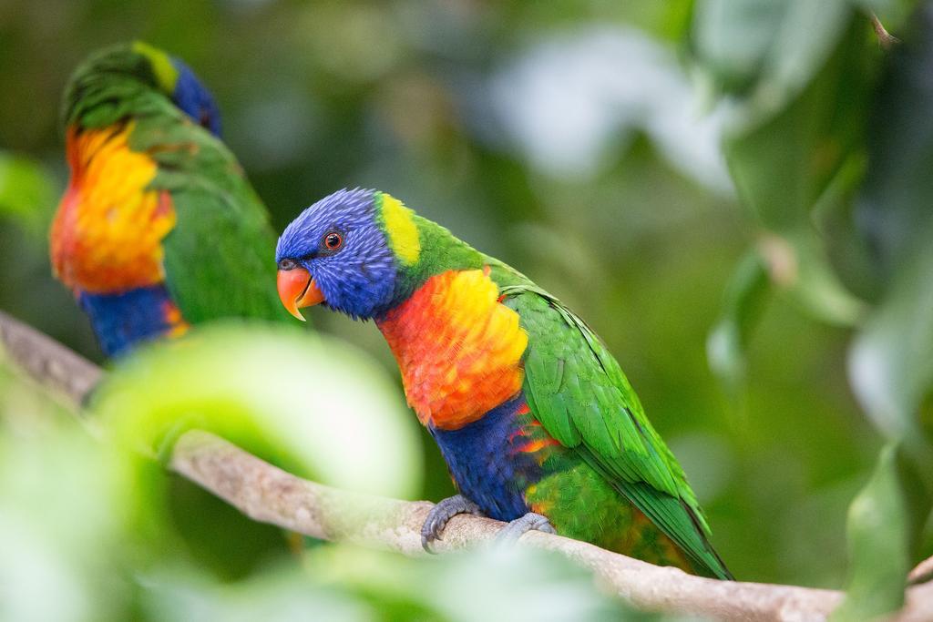 Crater Lakes Rainforest Cottages Yungaburra Exteriér fotografie