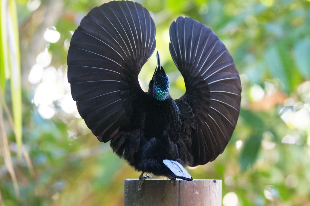 Crater Lakes Rainforest Cottages Yungaburra Exteriér fotografie