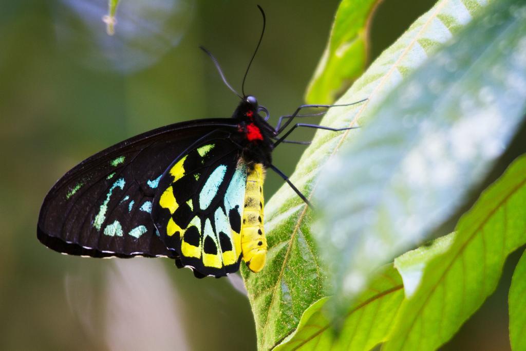 Crater Lakes Rainforest Cottages Yungaburra Exteriér fotografie