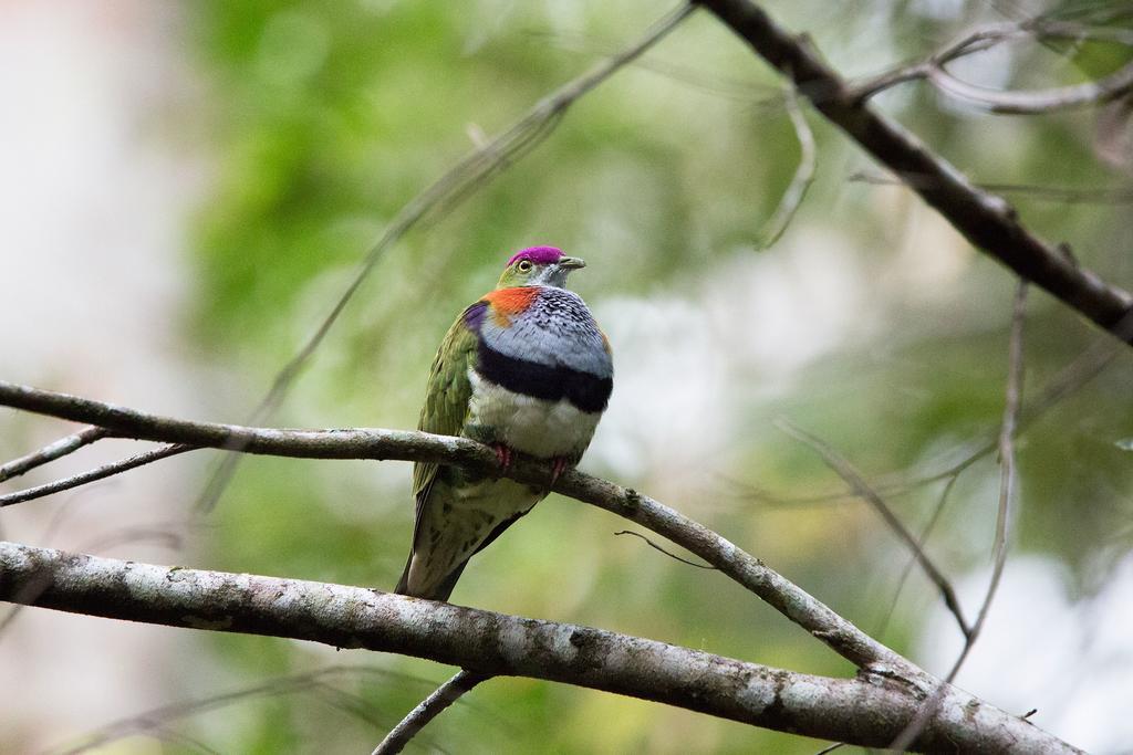 Crater Lakes Rainforest Cottages Yungaburra Exteriér fotografie