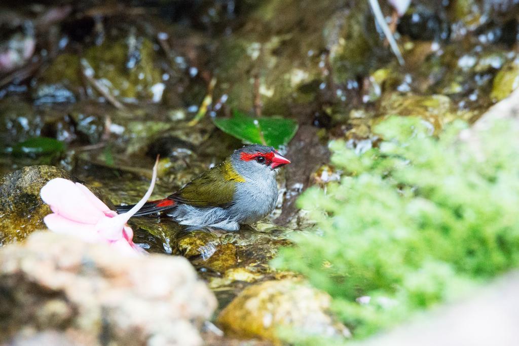 Crater Lakes Rainforest Cottages Yungaburra Exteriér fotografie
