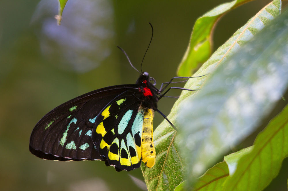 Crater Lakes Rainforest Cottages Yungaburra Exteriér fotografie