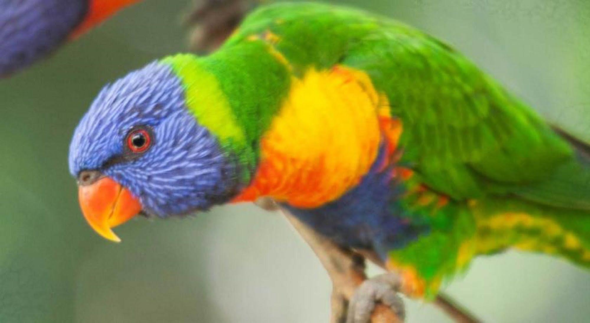 Crater Lakes Rainforest Cottages Yungaburra Exteriér fotografie